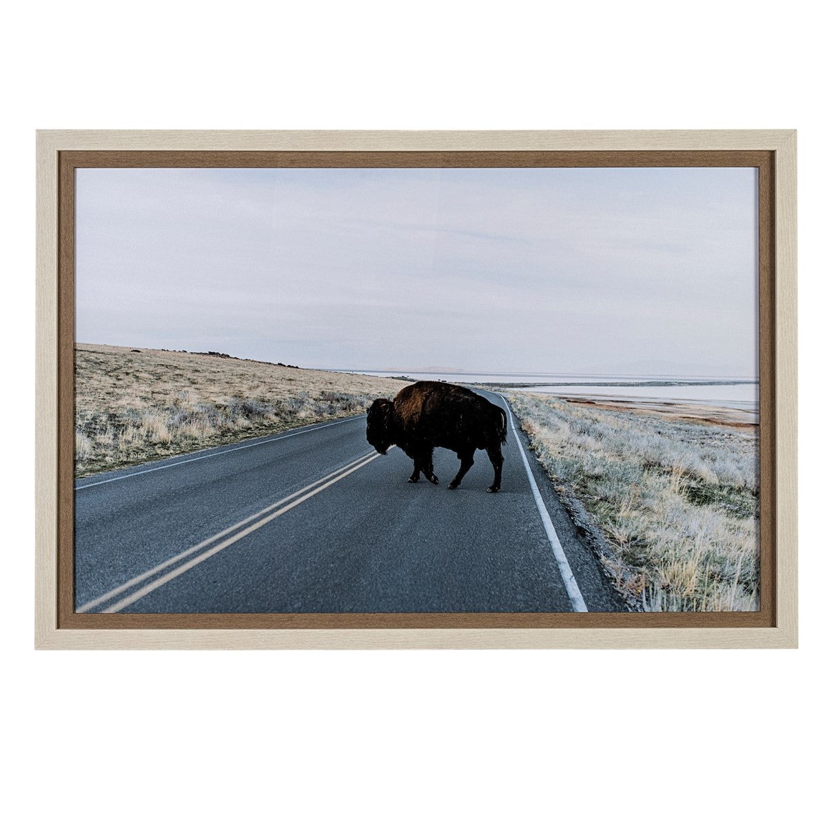 Bison Crossing | Framed Buffalo Art