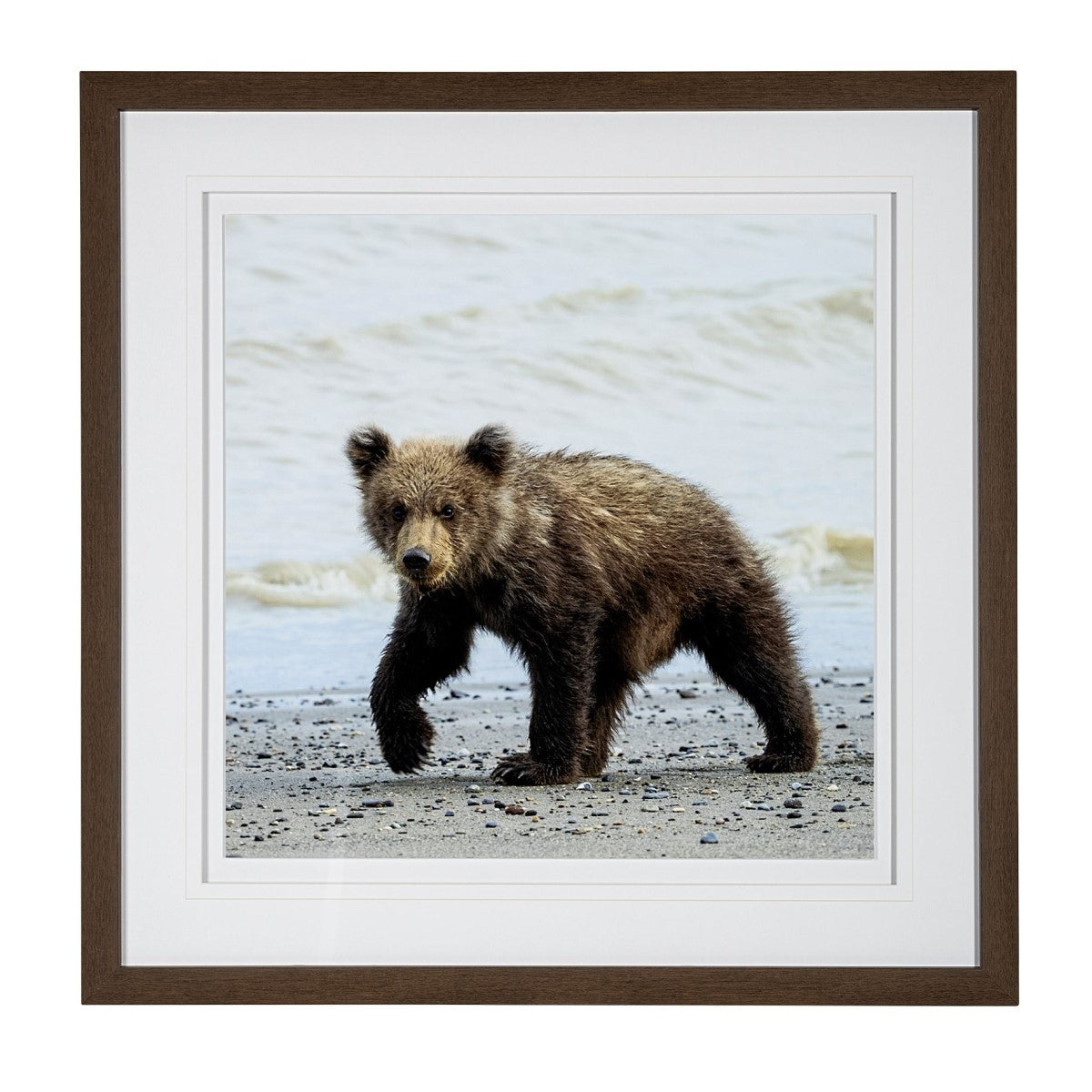 Curious Cub | Bear Cub Art